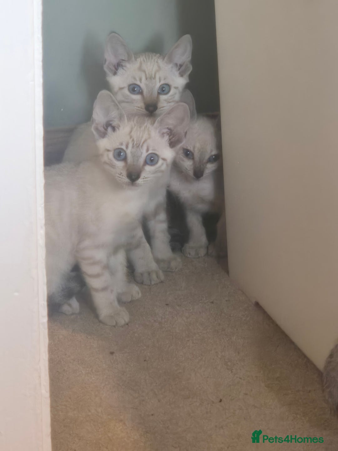 Bengal cats for sale: Bengal x siamese kittens - Image 3