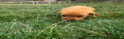 Labrador Retriever dogs for sale: Last Fox Red Girl Remaining, Health Checked - Advert 4