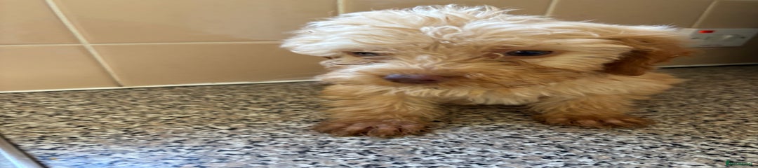 Cockapoo Puppy 2
