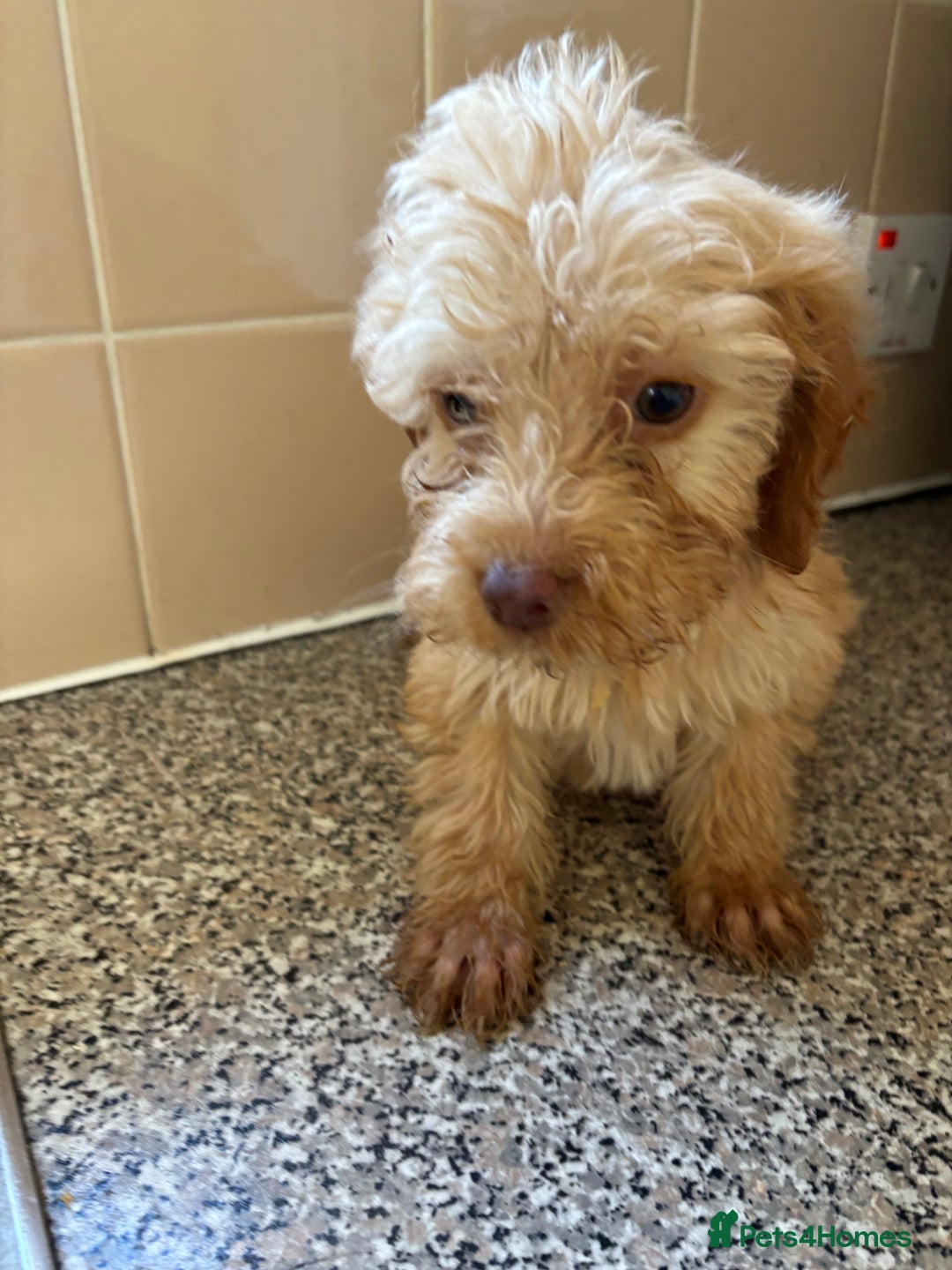 Cockapoo dogs for sale: Cockapoo puppies  - Image 3