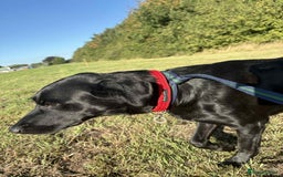 Labrador Retriever dogs for adoption: Pixie - Badersfield Norfolk  - Image 7