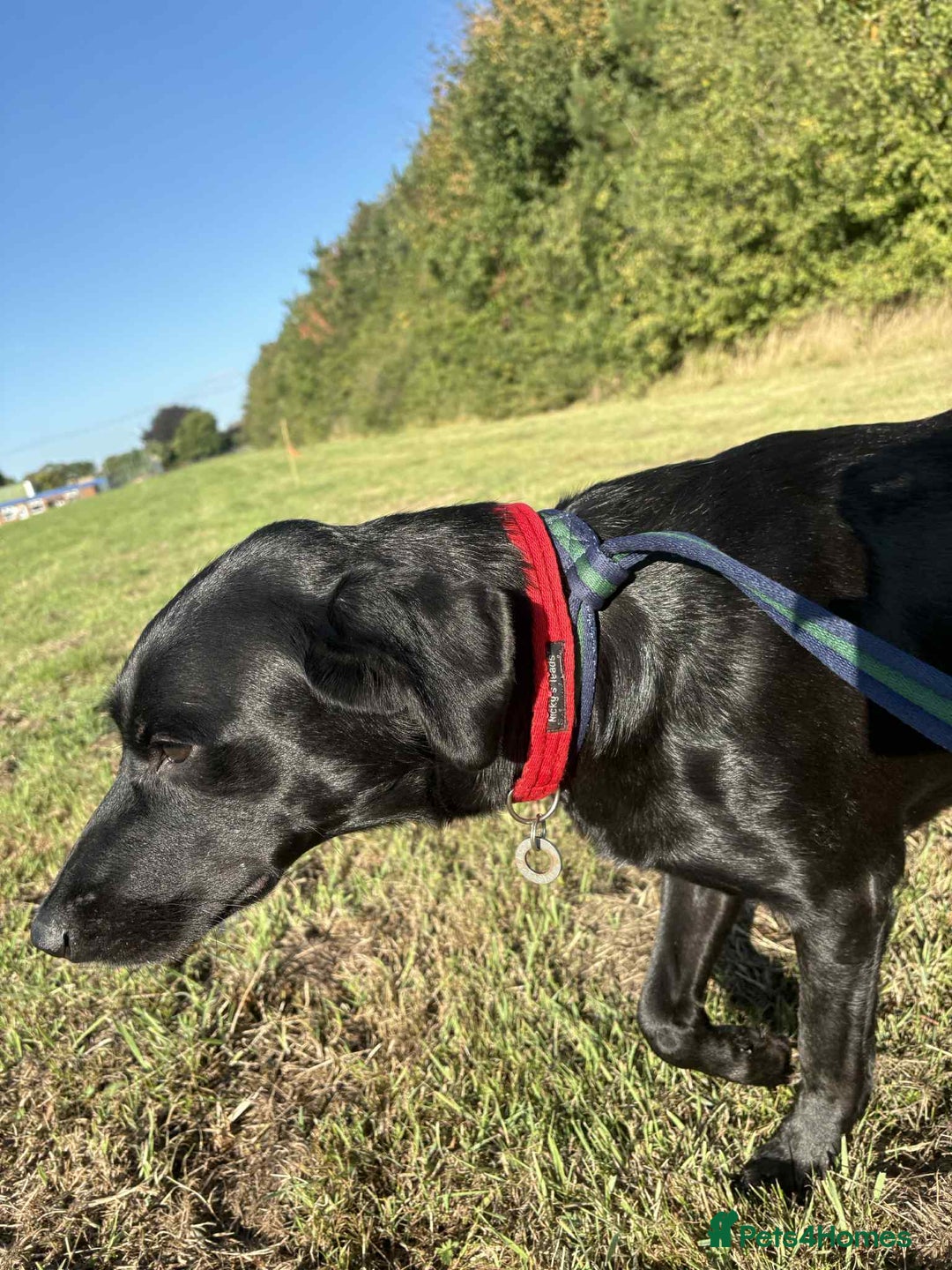 Labrador Retriever dogs for adoption: Pixie - Badersfield Norfolk  - Image 7