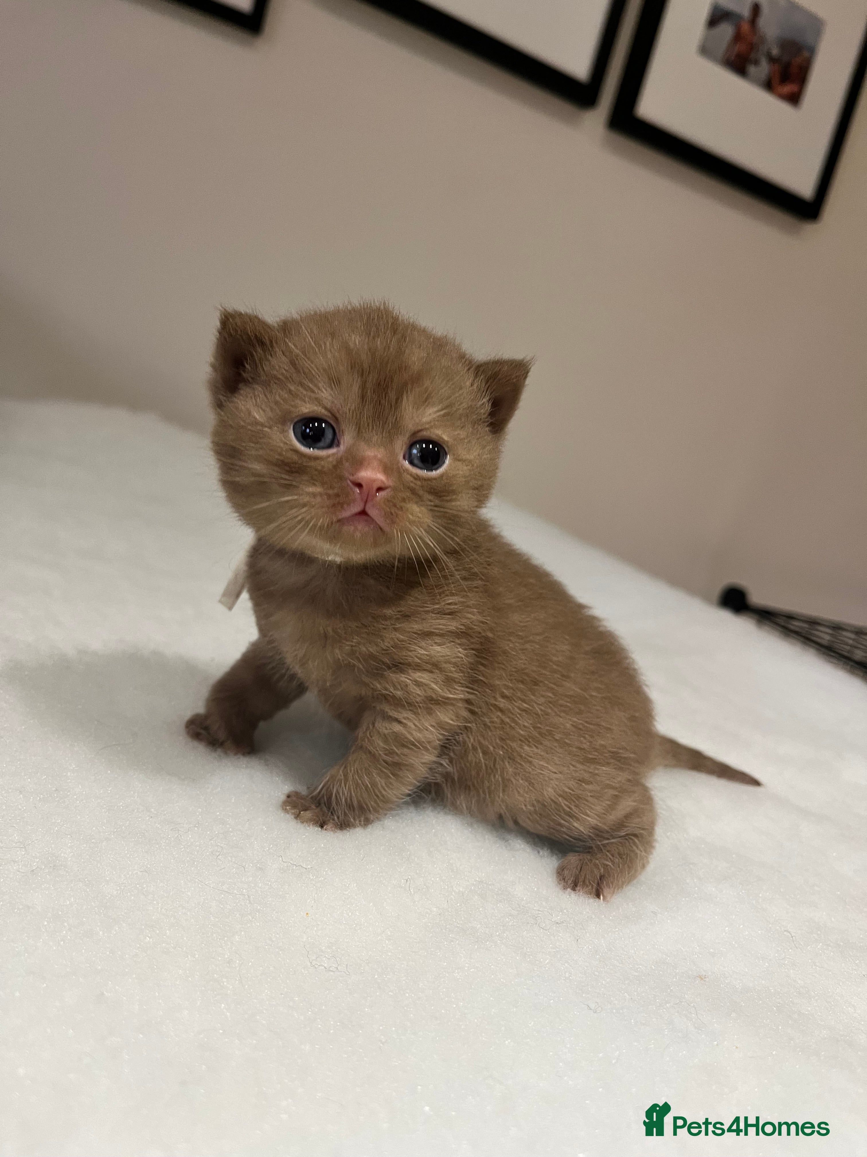 British Shorthair cats 🏆 Cinnamon kittens due waiting list 🐱 - Advert 17