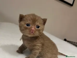 British Shorthair cats 🏆 Cinnamon kittens due waiting list 🐱 - Advert 17