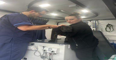 Cane Corso dogs - Advert 1