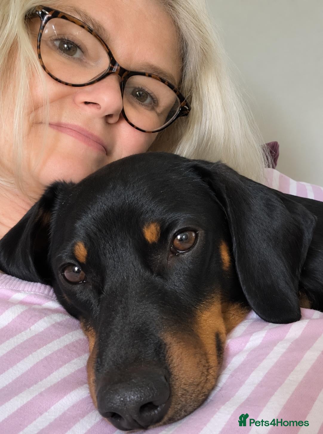 Dachshund dogs Beautiful 18 month Daxie boy. - Advert 10
