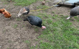 Turkeys poultry for sale: Turkeys - Image 5