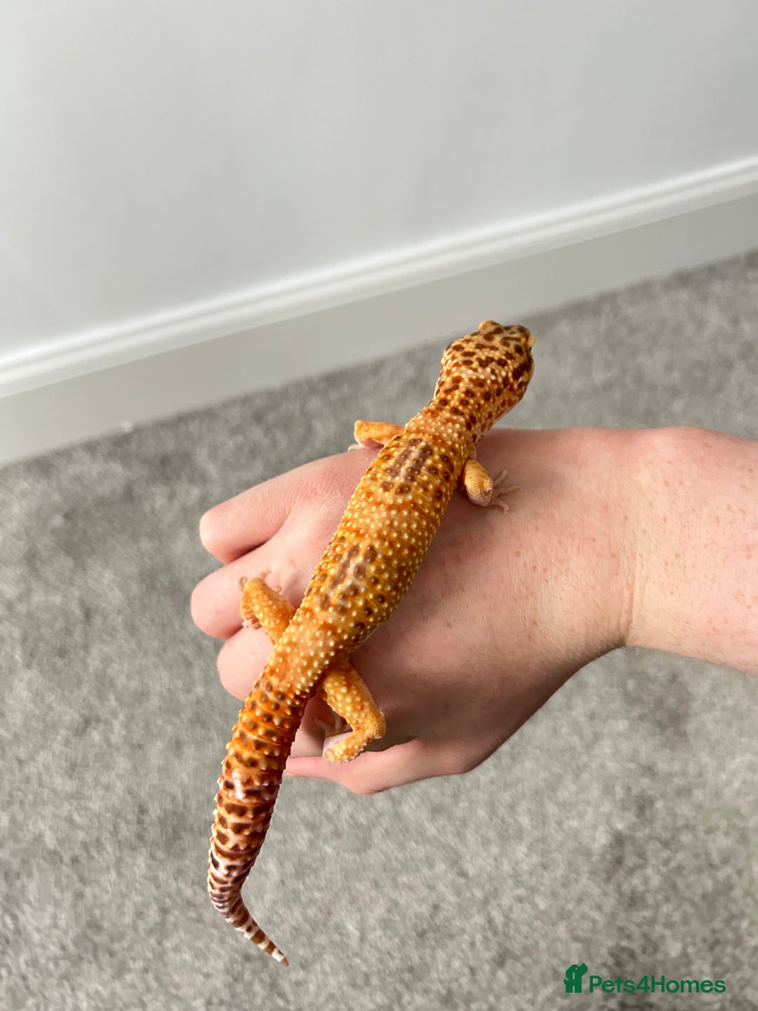 Leopard Gecko reptiles for sale: Tangerine x copper pos het eclipse  - Advert 3