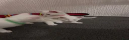 Mixed Breed cats for sale: Kittens from my Khao Manee looking for a home in Hounslow - Advert 19