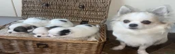 Chihuahua dogs for sale: Beautiful Chihuahuas girls in Bootle - Advert 1