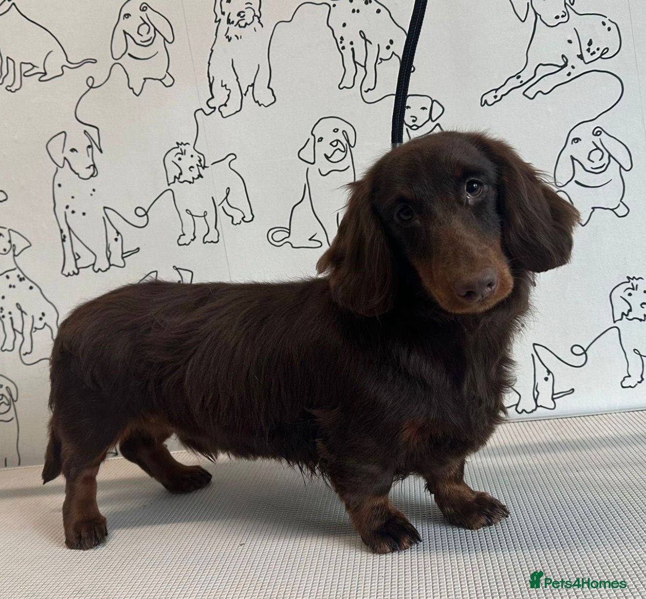 Miniature Dachshund dogs Chocolate Longhair Mini Dachshund - Advert 2