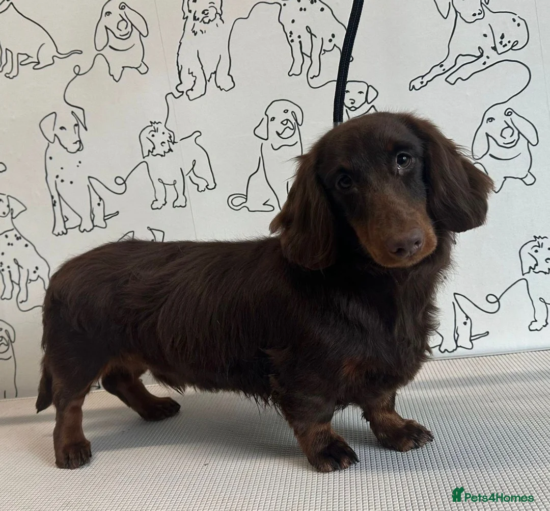 Miniature Dachshund dogs for sale: 💙🩵Chocolate Longhair Mini Dachshund💙🩵 - Advert 1