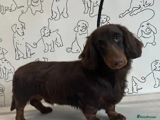 Miniature Dachshund dogs Chocolate Longhair Mini Dachshund - Advert 5
