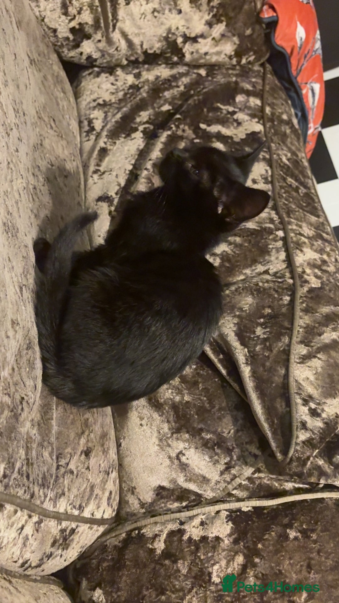 Mixed Breed cats for sale: Black kitten - Advert 1