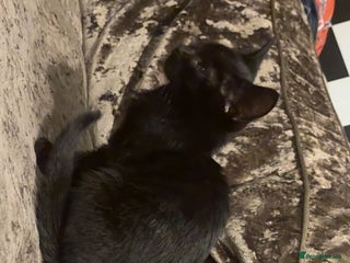 Mixed Breed cats Black kitten - Advert 2