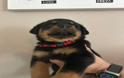 Rottweiler dogs for sale: Chunky Rottweilers for Sale - Image 16