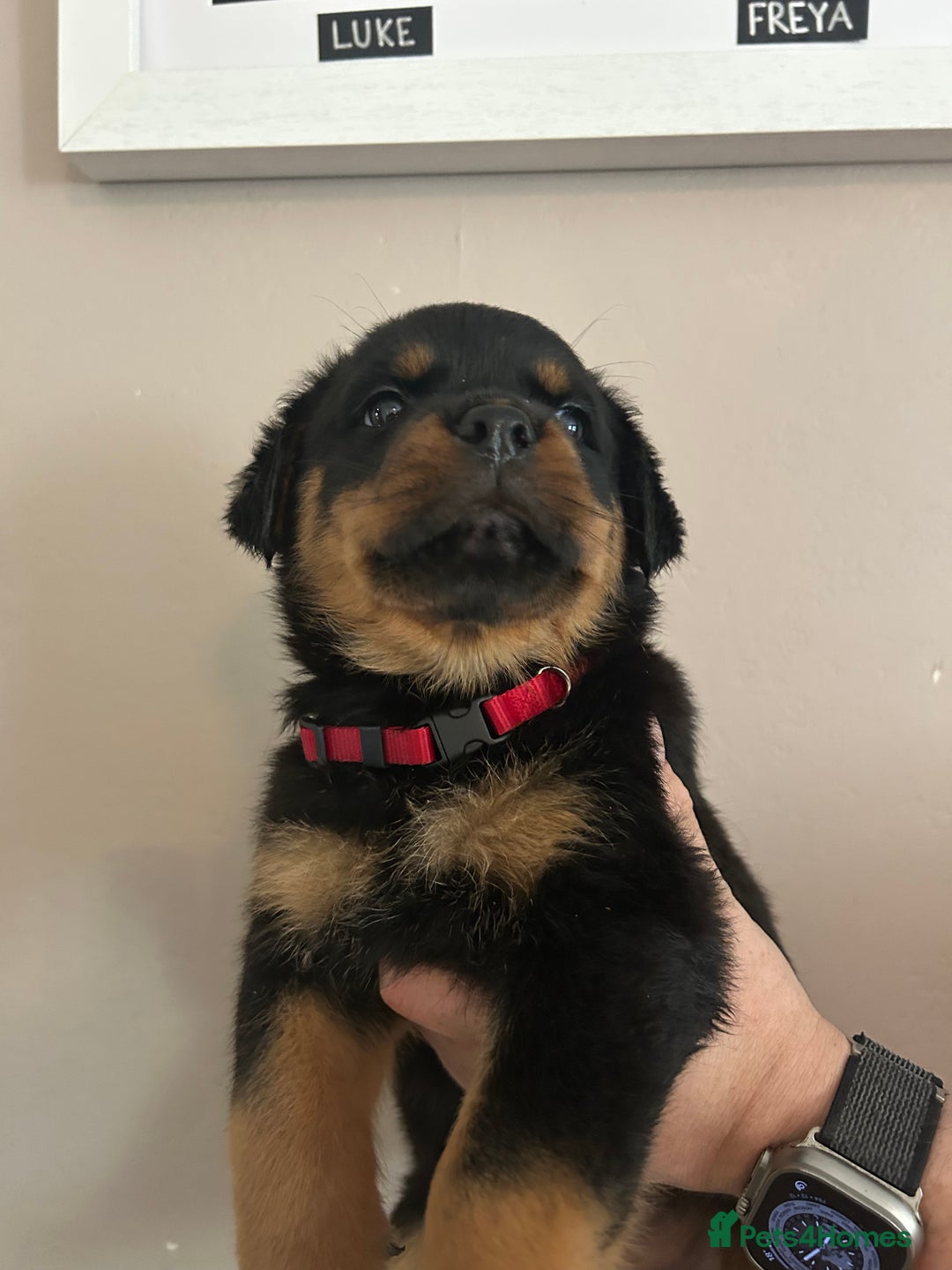 Rottweiler dogs for sale: Chunky Rottweilers for Sale - Image 16