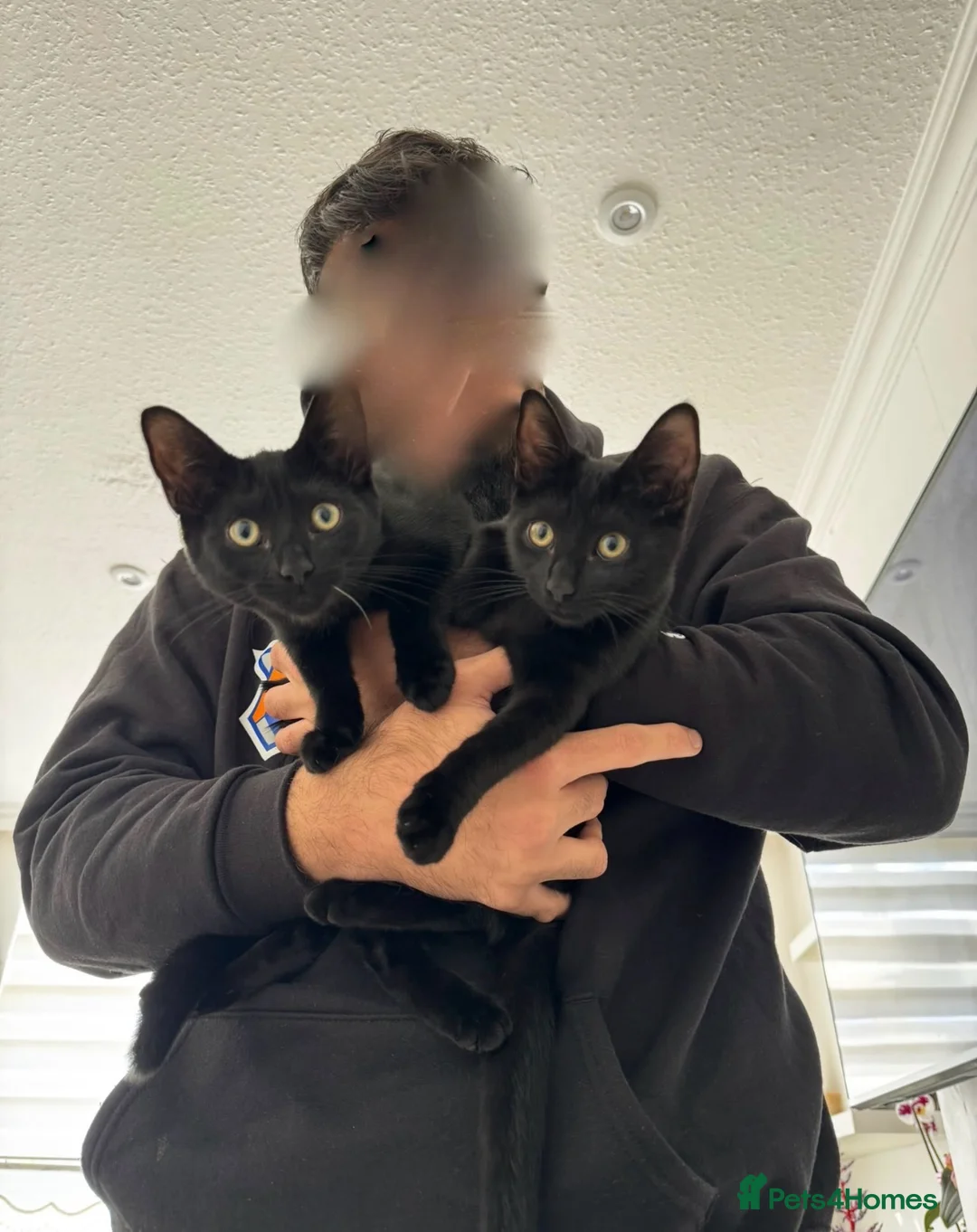 Mixed Breed cats for sale: Two Beautiful Rescue Kittens in London - Advert 15