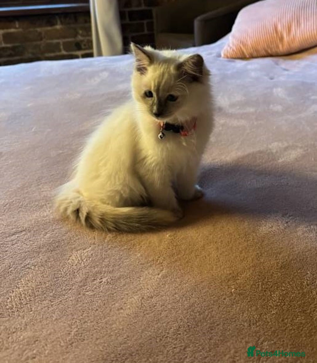 Ragdoll cats for sale: exclusive sweet Ragdolls kitties  - Image 5