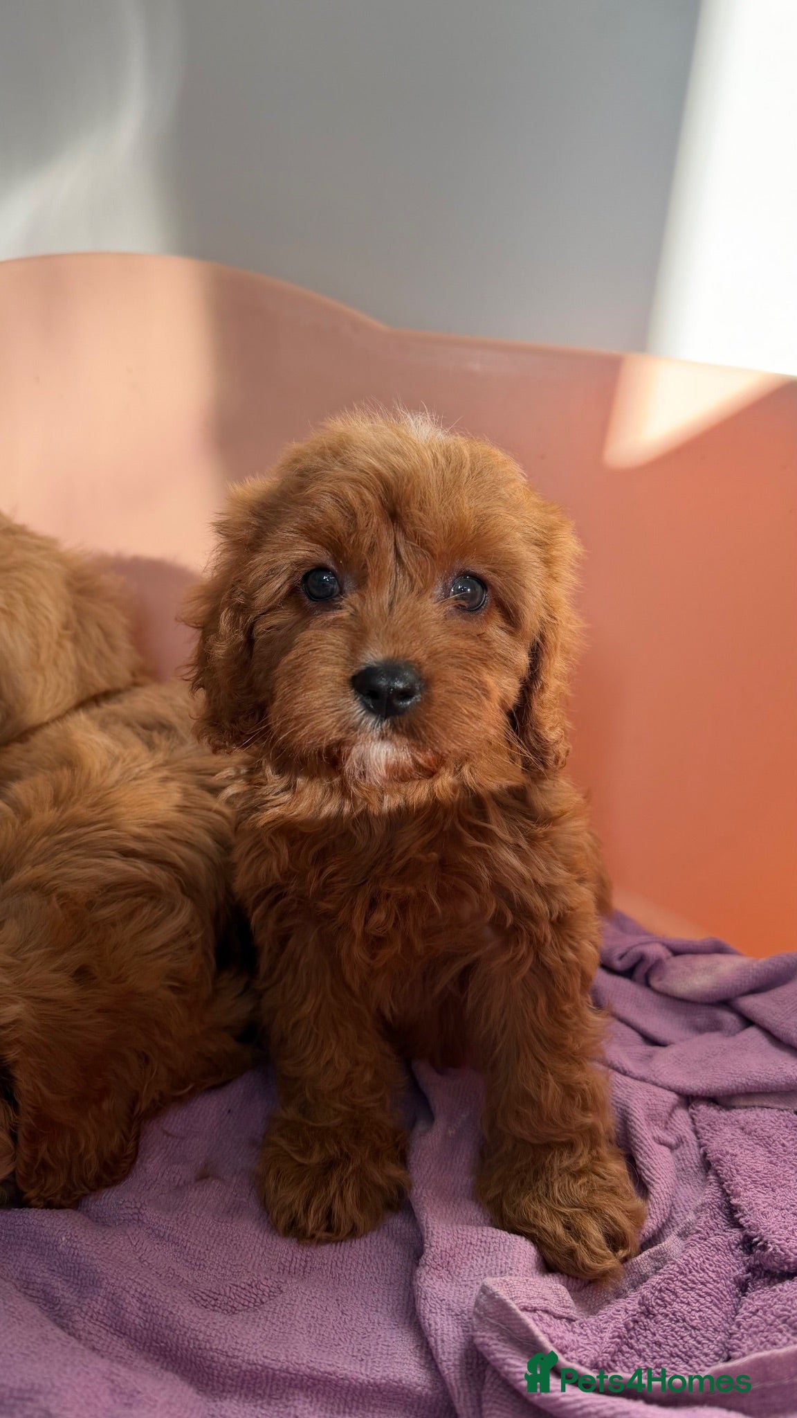Cavapoo dogs Stunning quality f1 cavapoos - Advert 18