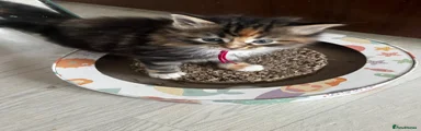 Maine Coon 5