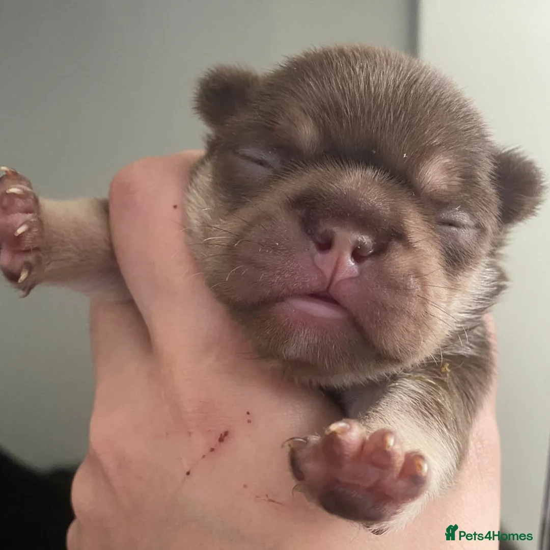 French Bulldog dogs for stud: Tiny 8kg Isabella and tan quad  - Advert 22