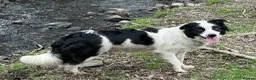 Border Collie dogs for sale: Absolutely Gorgeous Black&White Border Collie Pups - Advert 4