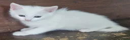 Mixed Breed cats for sale: 💥💥💥Siberian cross 💥💥💥 - Advert 5