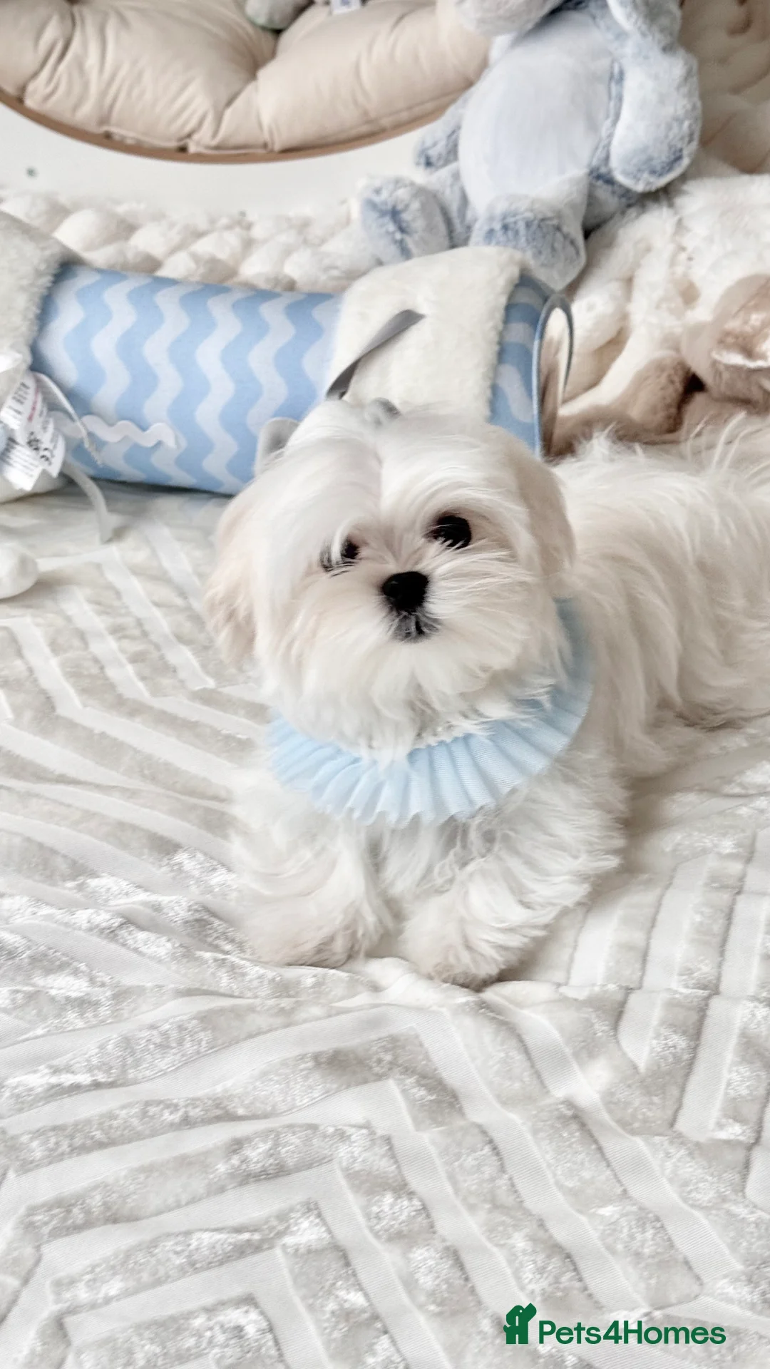 Maltese dogs for sale: 💎Last Boy Full Korean Maltese  Available💎 - Advert 7