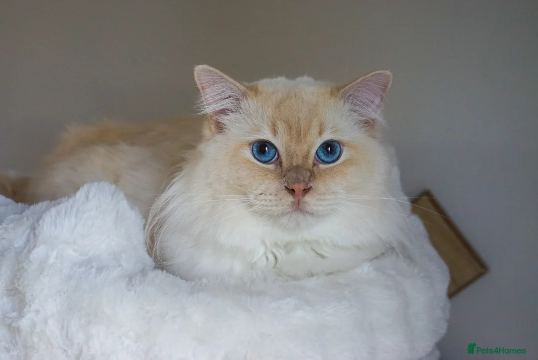 Ragdoll cats for stud: Flame point ragdoll  - Advert 2