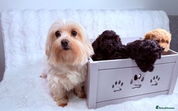 Maltipoo dogs for sale: ✨ Adorable Maltipoo Puppies Ready for New Homes ✨ - Image 8