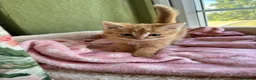 Ragdoll cats for sale: Sweet Ragdoll x angora - Advert 36