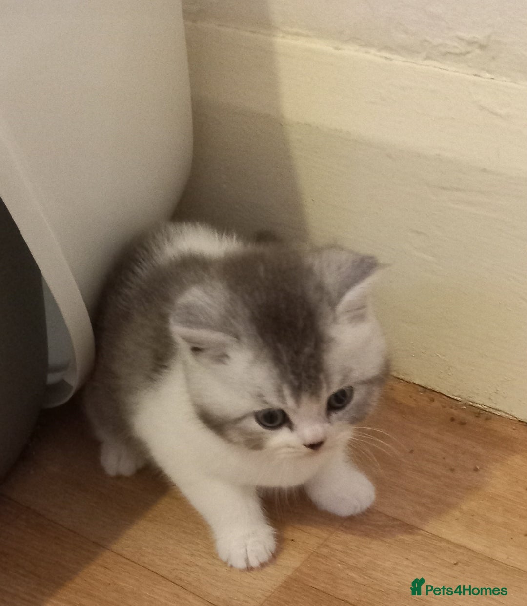 British Shorthair cats for sale: Stunning unusual British short hair kittens  - Advert 4