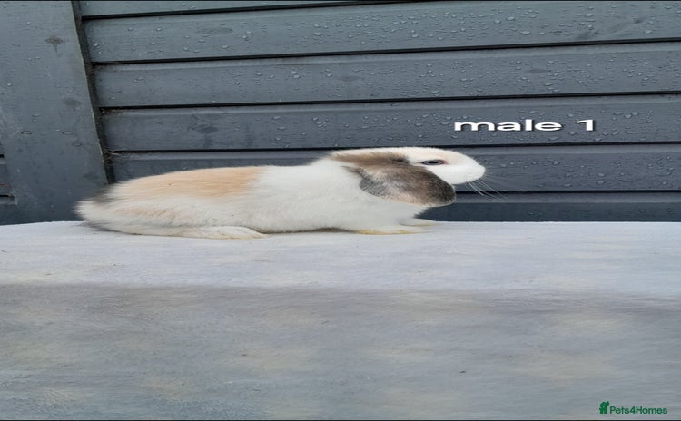 Mini Lop rabbits Purebred mini lop rabbits  - Advert 1