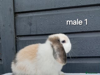 Mini Lop rabbits for sale: Purebred mini lop rabbits - Advert 1