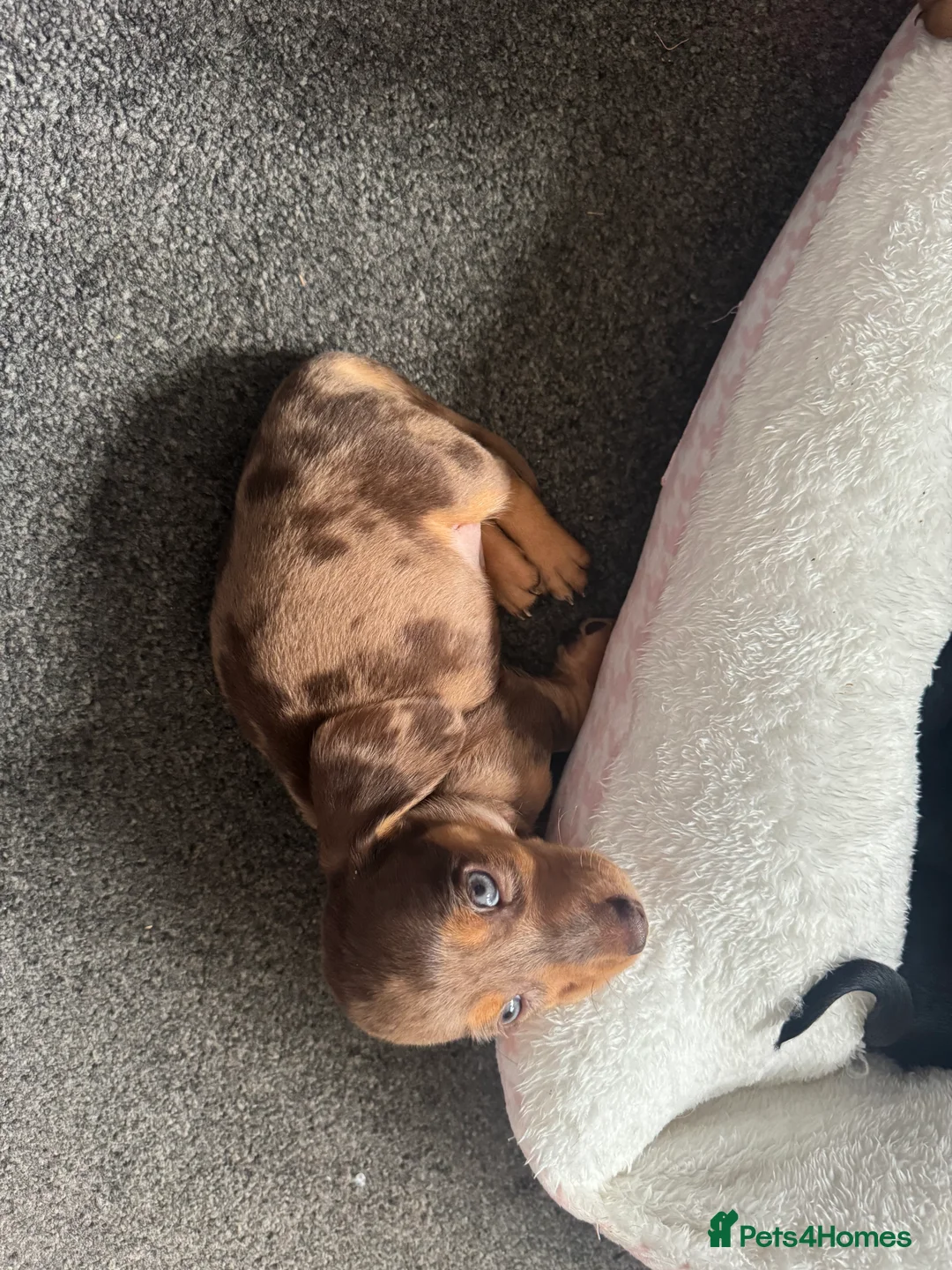 Miniature Dachshund dogs for sale: Miniature dachshunds - Advert 8