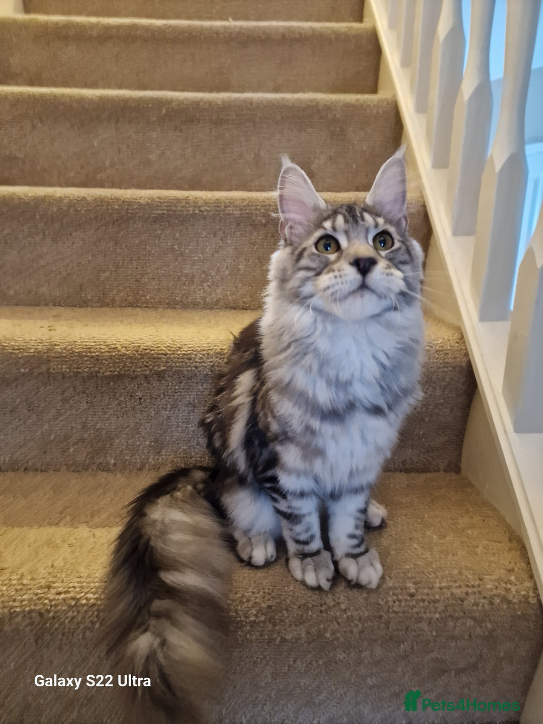 Maine Coon cats for sale: 🎀Fantastic female🎀 - Advert 4