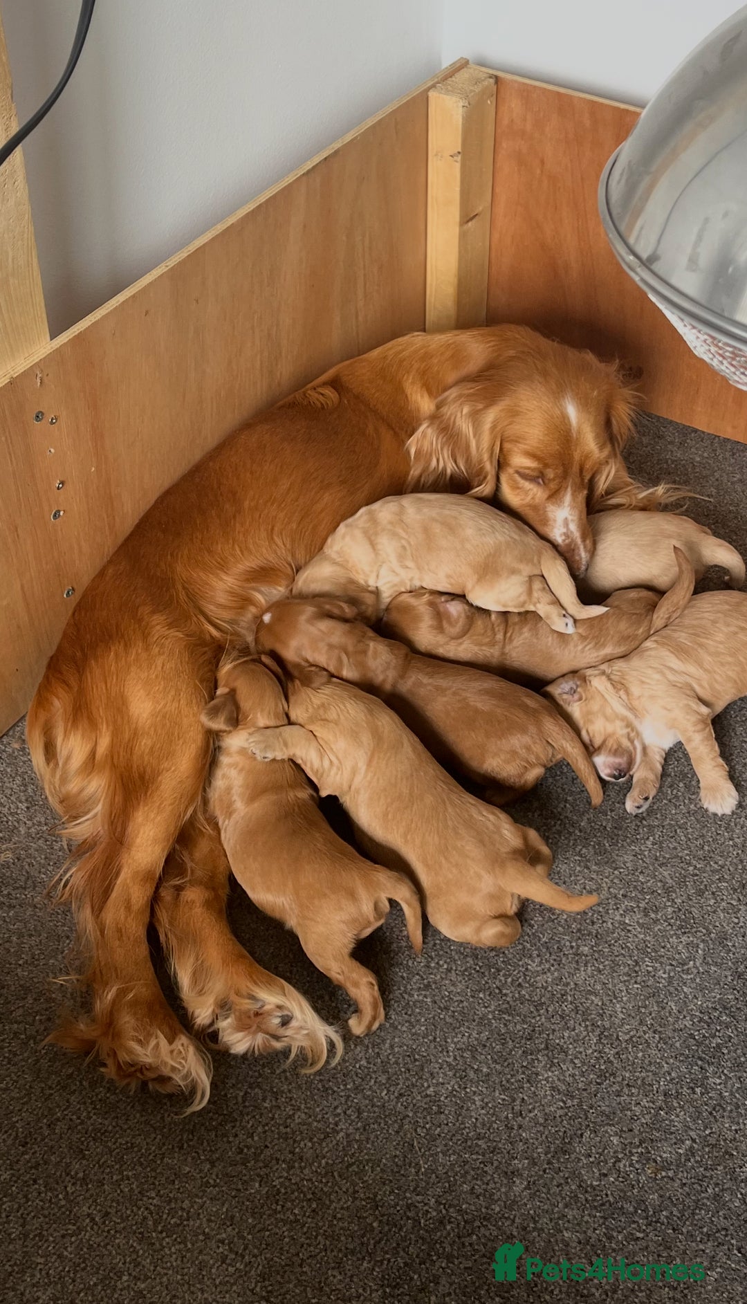 Cockapoo dogs for sale: 7 beautiful cockapoos  - Image 3