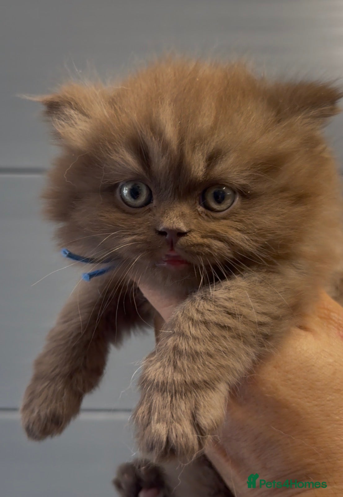 British Shorthair cats for sale: Beautiful chunky cinnamon boys looking new home - Advert 1