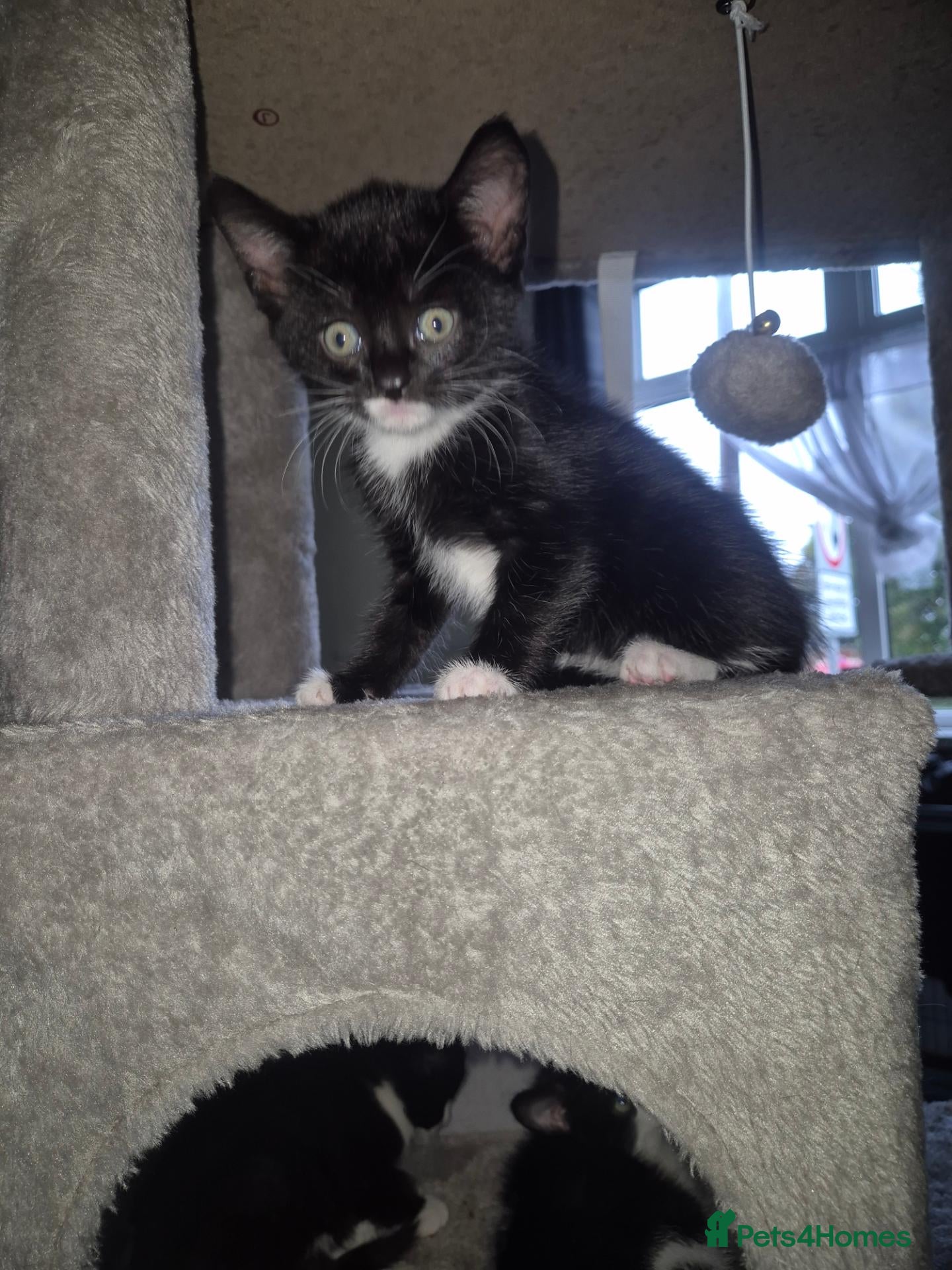 Mixed Breed cats for sale: Gorgeous kittens ready for new homes  - Advert 20