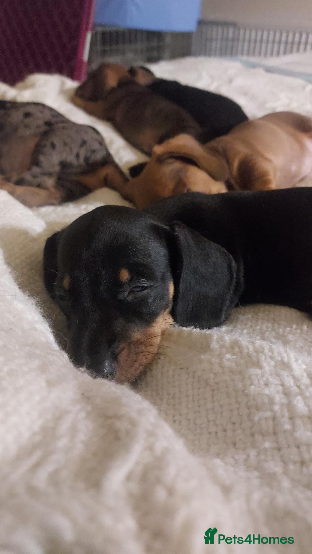 Dachshund dogs West Wales daschund puppies - Advert 1