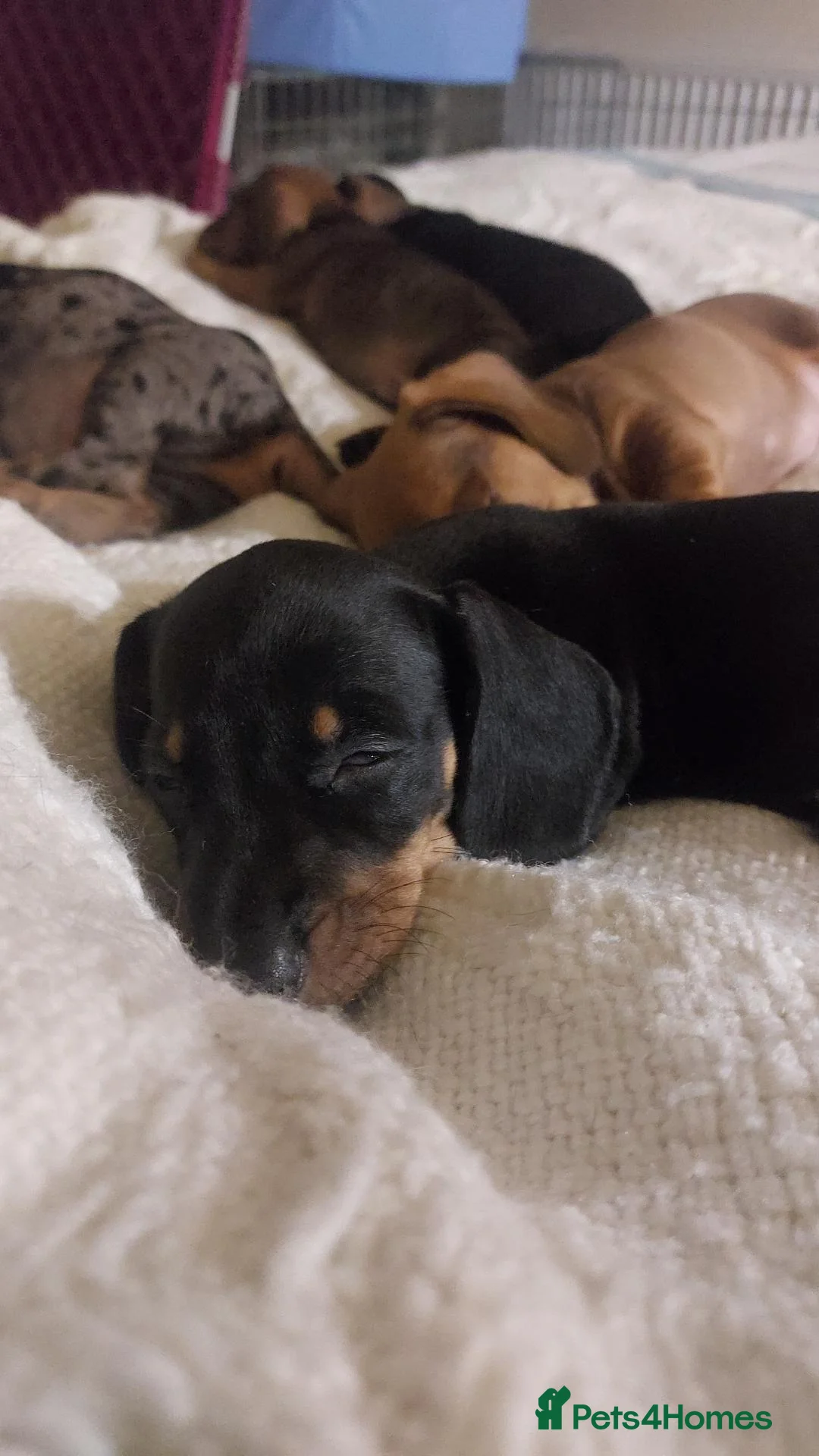 Dachshund dogs for sale: West Wales daschund puppies - Advert 1