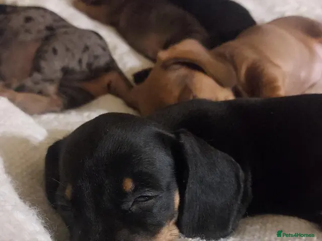 Dachshund dogs West Wales daschund puppies - Advert 1