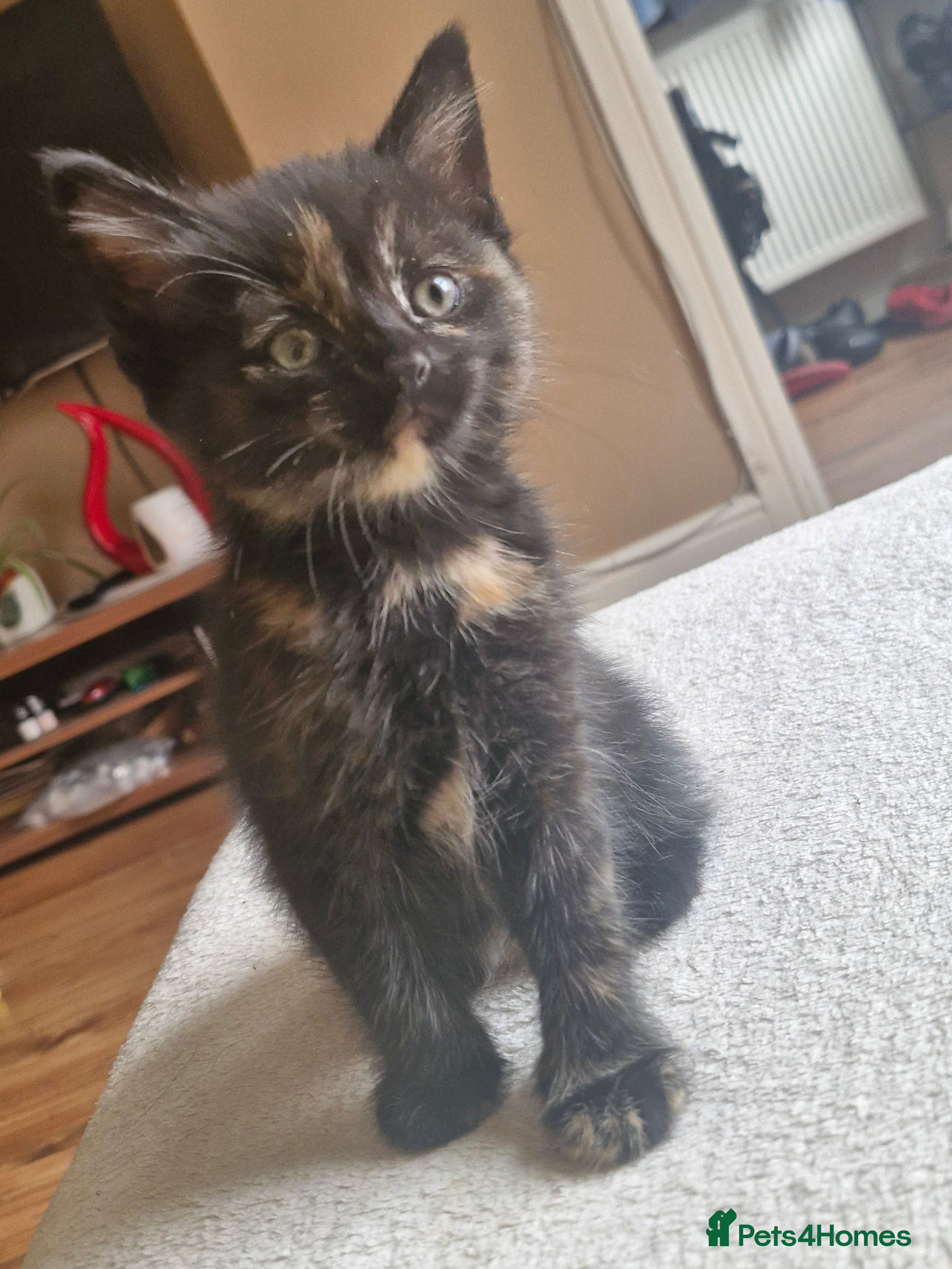 Mixed Breed cats Cute kitties are looking for a new home 🐈‍⬛ - Advert 2