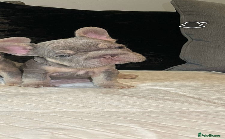 French Bulldog dogs - Advert 9