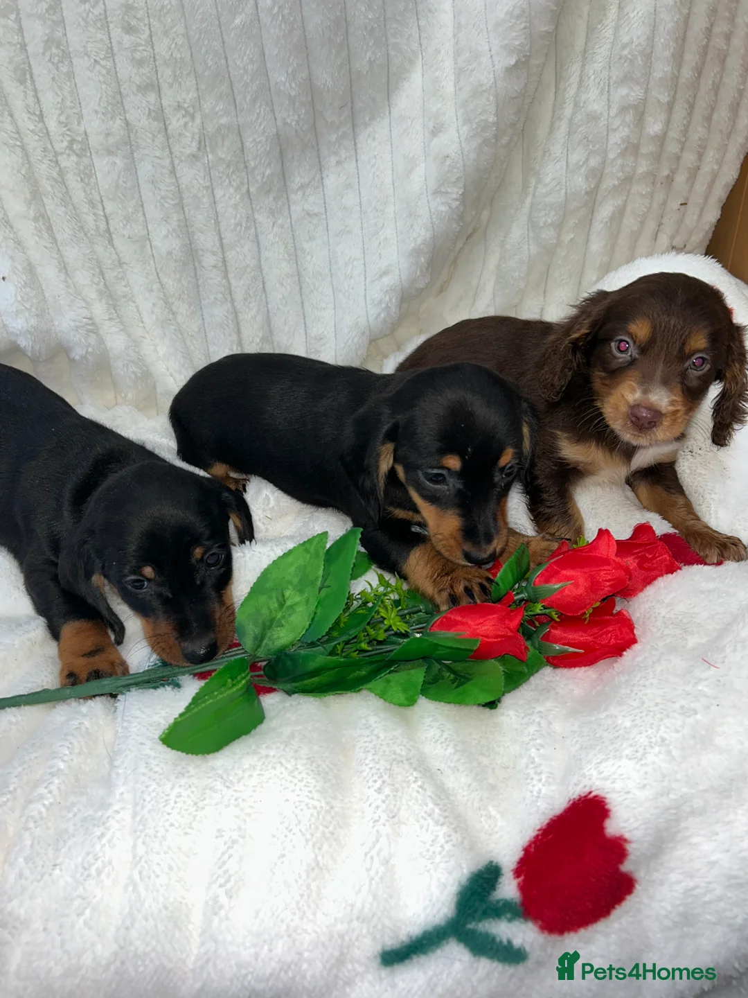 Miniature Dachshund dogs for sale: Miniature dachshund  - Advert 1