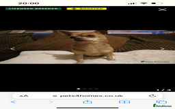 Chihuahua dogs for sale: Fawn chihuahua looking to be rehomed - Image 4