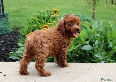 Toy Poodle dogs Excellent Toy poodle girl - Advert 1