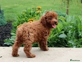 Toy Poodle dogs Excellent Toy poodle girl - Advert 1