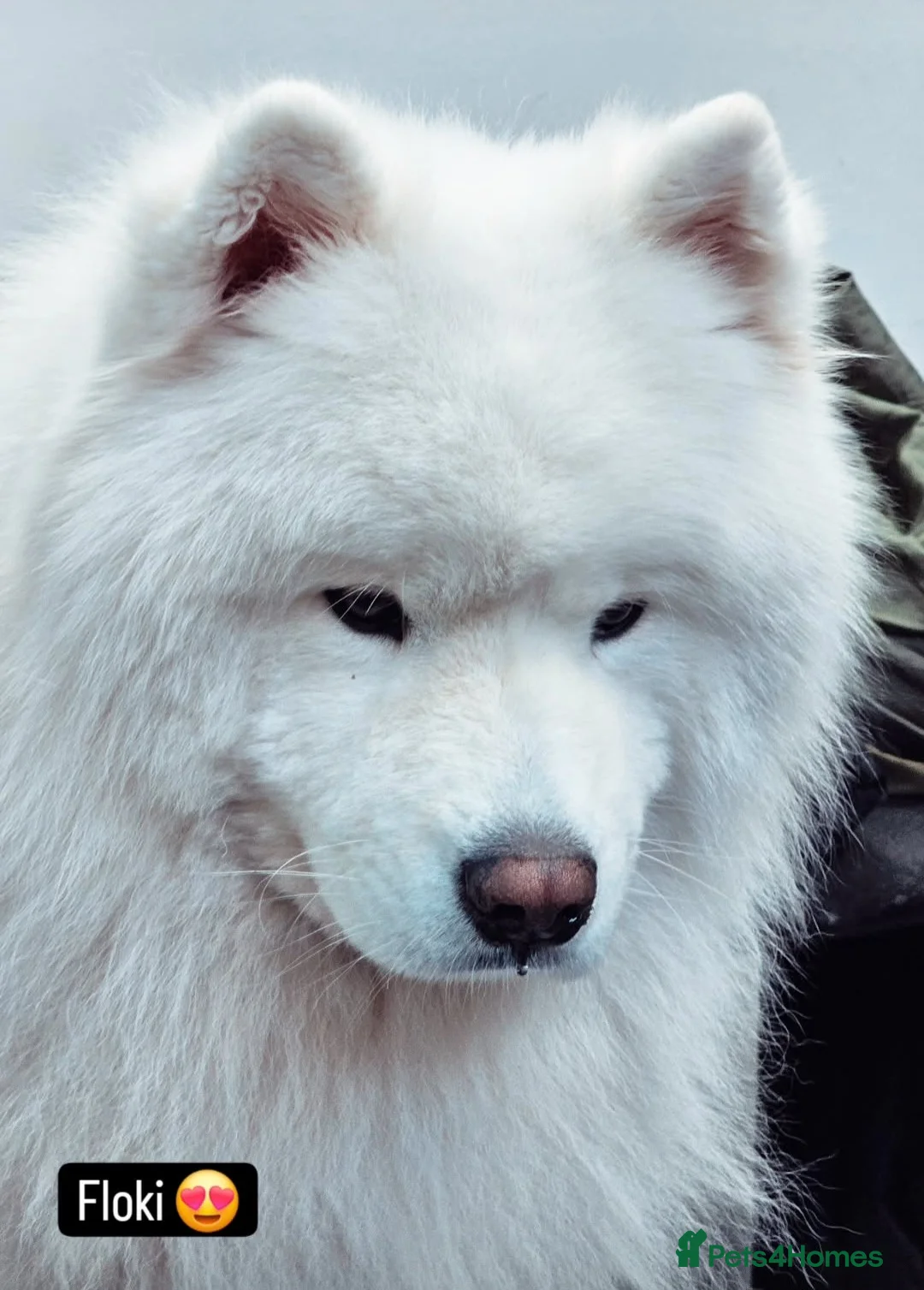 Samoyed dogs for stud: FULLY HEALTH TESTED KC Samoyed For Stud Champ Line - Advert 21